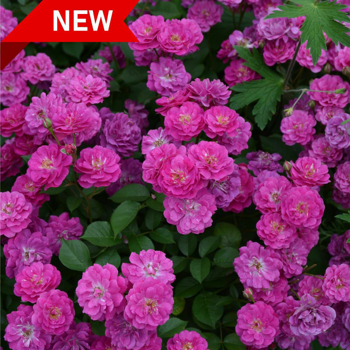 赤紫色をしたヴィルナタールというバラの画像