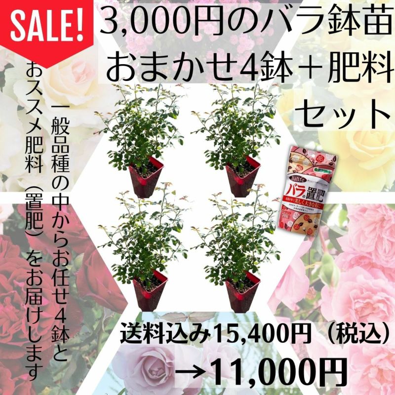 3000円のバラ鉢苗おまかせ4鉢+肥料セット 即納バラ×4鉢 バライフバラの