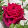 バラ 春苗 アーティスト 新苗 赤系 四季咲 F&Gローズ ローズアロマティーク バラ苗 薔薇 (new)