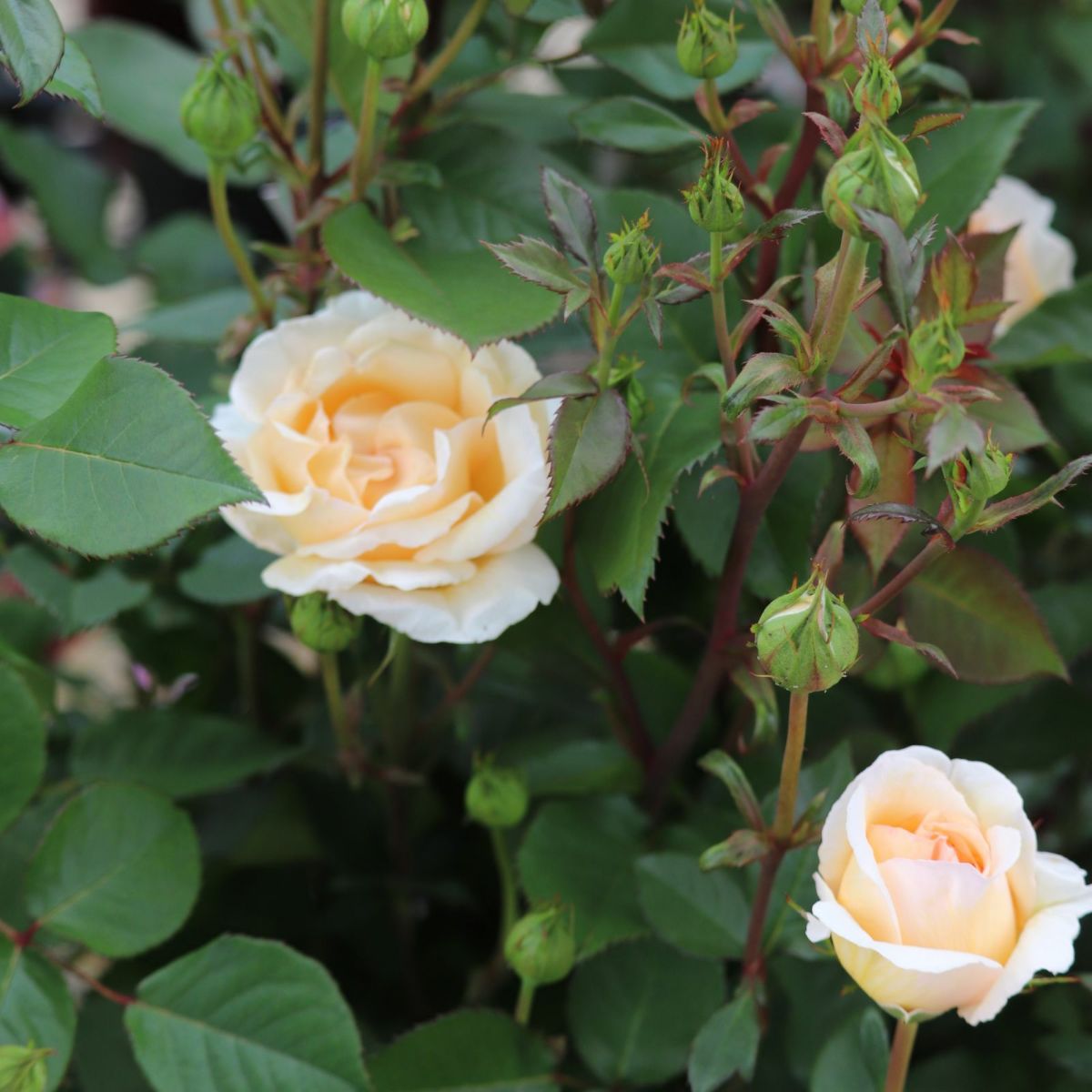 優しいアプリコット色をしたここねいろというバラの画像