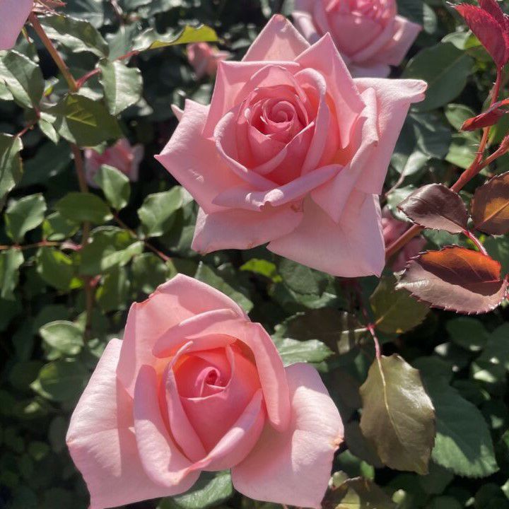 優しい桜色ピンク色をしたひとときというバラの画像