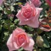 バラ ひととき 春苗 新苗 ピンク系 四季咲 F&Gローズ ローズアロマティーク バラ苗 薔薇 (new)