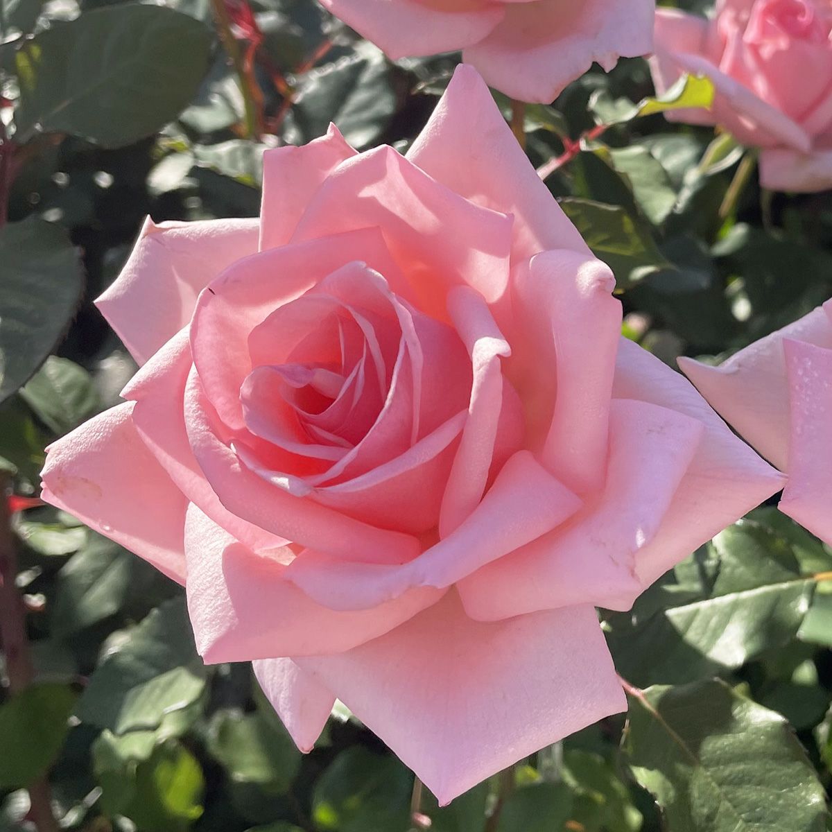 優しい桜色ピンク色をしたひとときというバラの画像