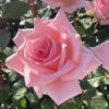 優しい桜色ピンク色をしたひとときというバラの画像