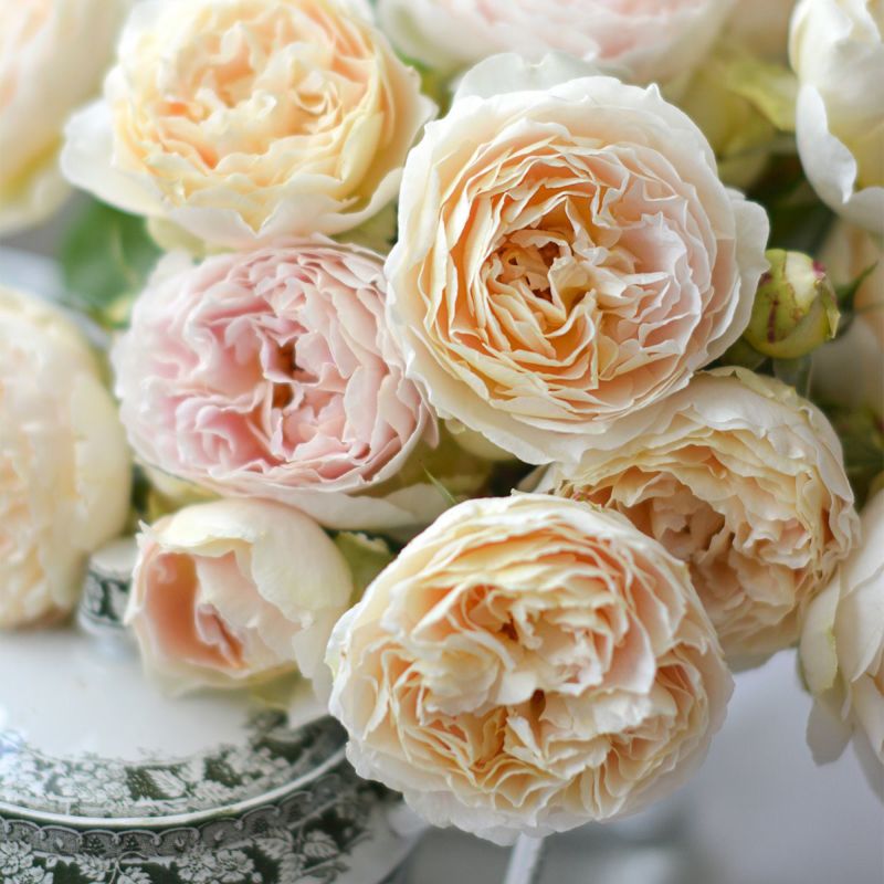 淡いアプリコットイエロー色をしたアンヌというバラの画像