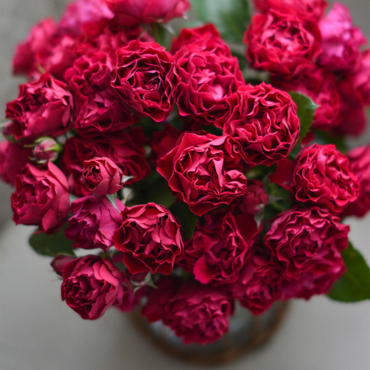 ローズピンクがかった赤い色をしたポムというバラの画像