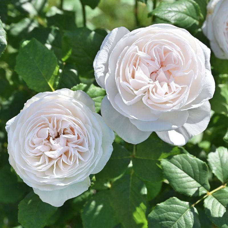 バラ 「マハネ」 春苗 (新苗) 白色 四季咲 デルバール つるバラ バラ苗 薔薇