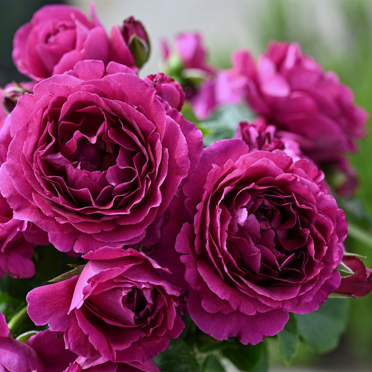 バラ 「ルタンデスリーズ」 春苗 (新苗) 赤色 四季咲 デルバール つるバラ バラ苗 薔薇