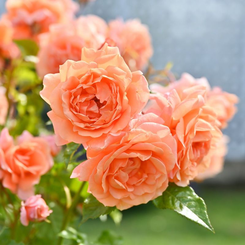バラ 「レグランビュッフェ」 春苗 (新苗) オレンジ色 四季咲 ドリュ バラ苗 薔薇 