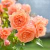 バラ 「レグランビュッフェ」 春苗 (新苗) オレンジ色 四季咲 ドリュ バラ苗 薔薇 
