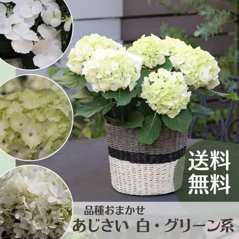 あじさい 白・グリーン系 品種おまかせ 5号サイズ 紫陽花 アジサイ 