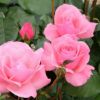 春苗 [ クイーンエリザベス ] ピンク系 四季咲 （H.T）ラマーツ 大輪 バラ苗 薔薇 