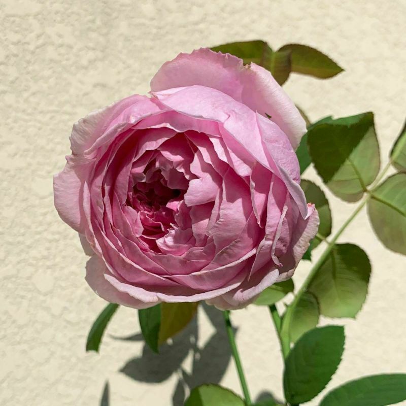苗 [ コントドゥラフェール ] ピンク系 四季咲 京阪園芸 F&Gローズ ローズアロマティーク バラ苗 薔薇
