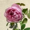 苗 [ コントドゥラフェール ] ピンク系 四季咲 京阪園芸 F&Gローズ ローズアロマティーク バラ苗 薔薇