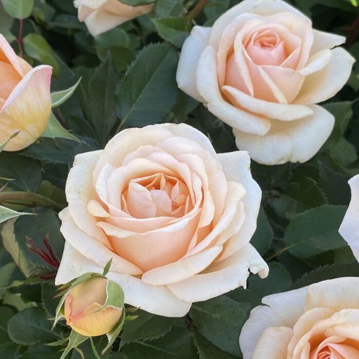 優しいアプリコット色をしたここねいろというバラの画像