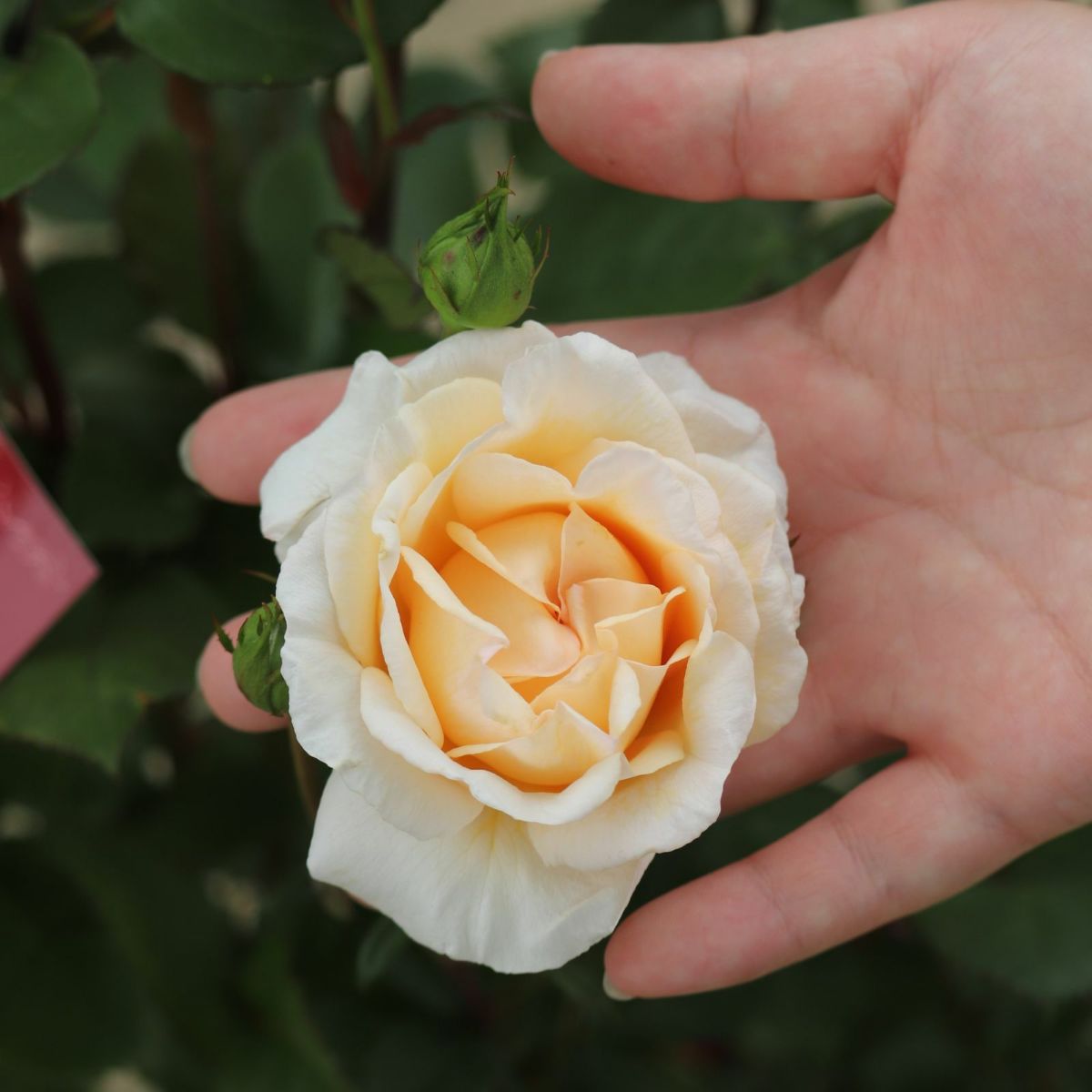 ここねいろというバラに手を添えている画像