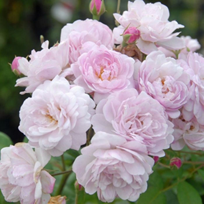 淡いピンク色をしたブラッシュノアゼットというバラの画像