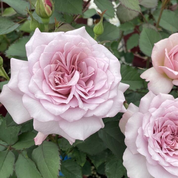 [結び]秋苗/バラ(2508)　藤色