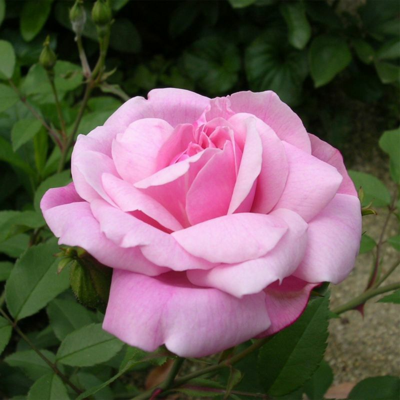 ピンク色をしたオールドブラッシュというバラの画像