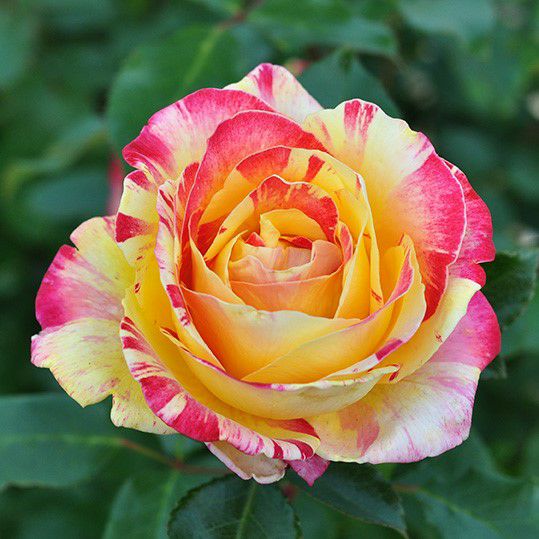 ピンクが混じる紅白のストライプ種のカミーユピサロというバラの画像