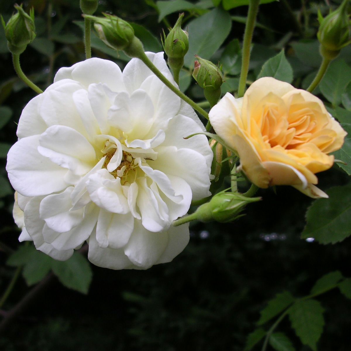 優し気なクリームイエロー色をしたクレールジャッキエというバラの画像