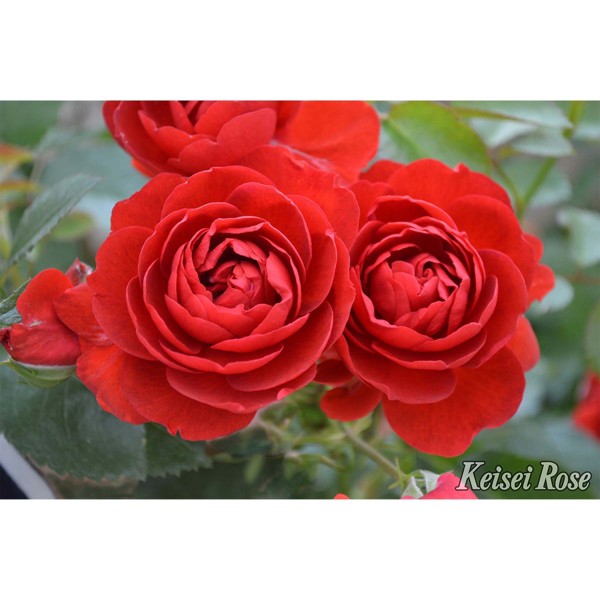 鮮やかな赤色のスカーレットボニカというバラの画像