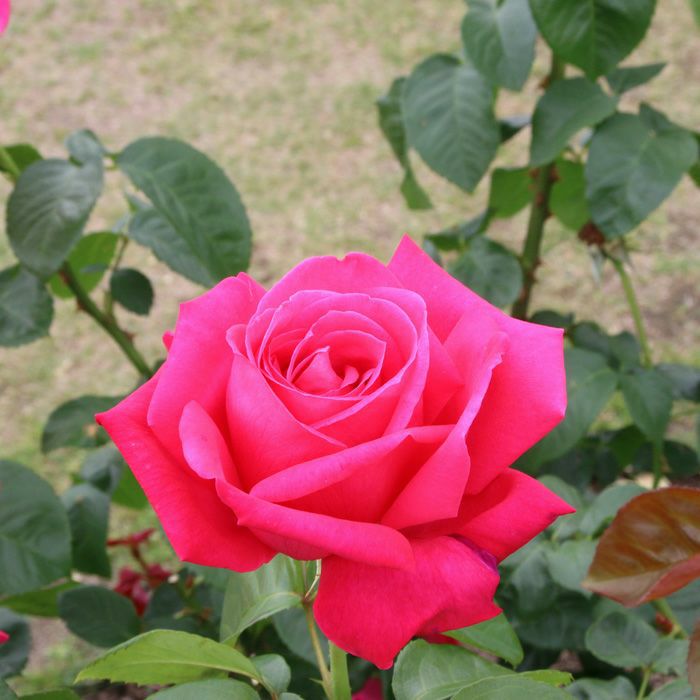 濃いローズピンク色をしたつるマリアカラスというバラの画像