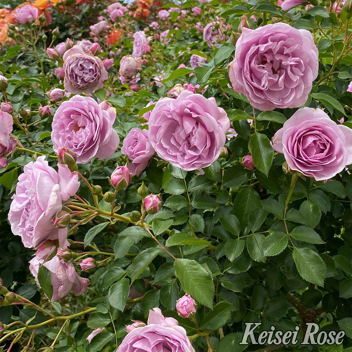 ライラック色のプロローグというバラの画像