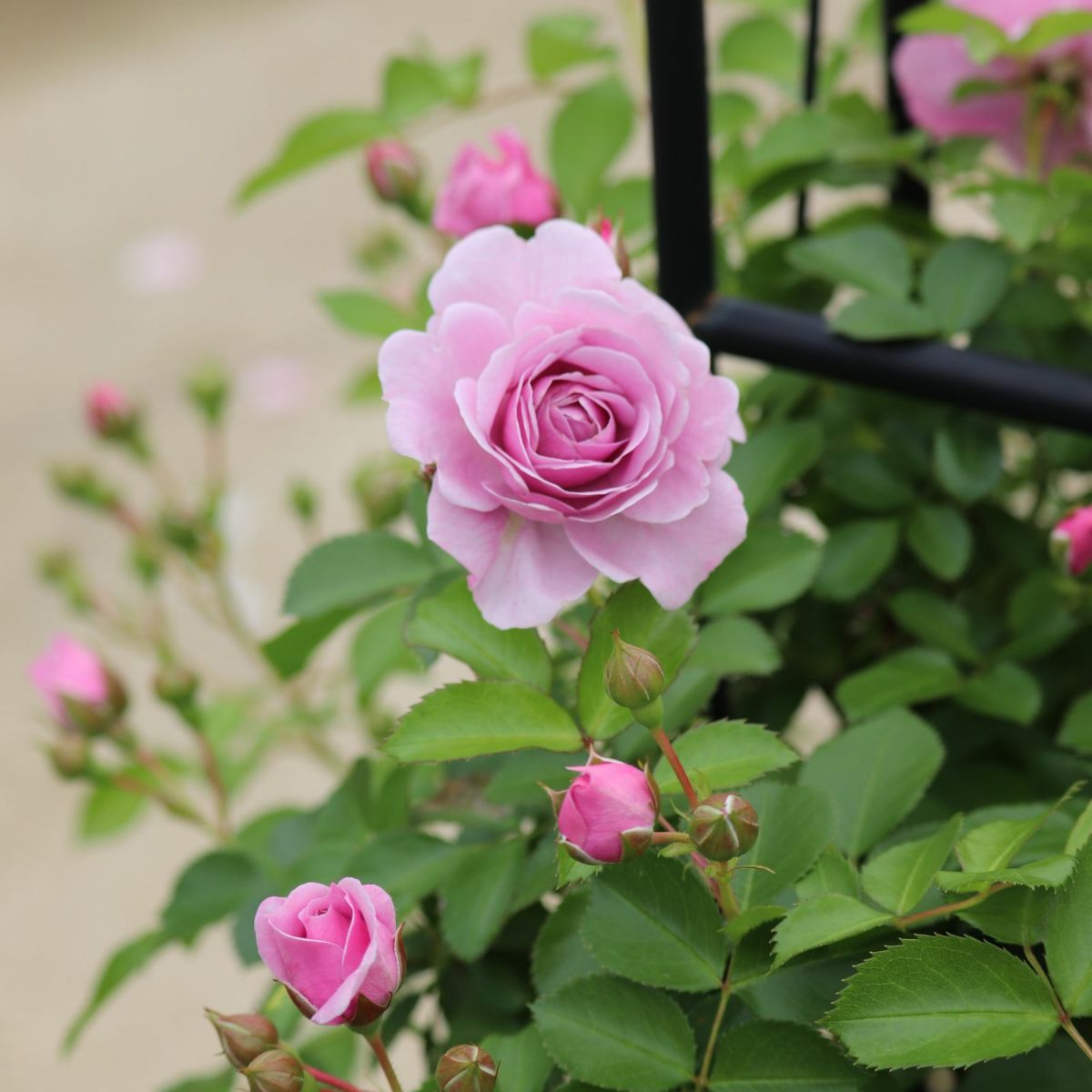 ライラック色のプロローグというバラの画像