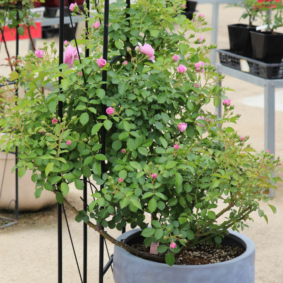 ライラック色のプロローグというバラの画像