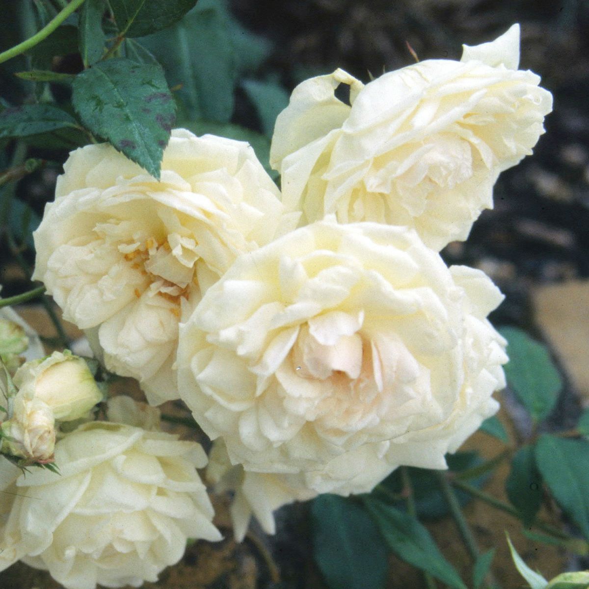 クリーム色をしたマダムブラヴィというバラの画像