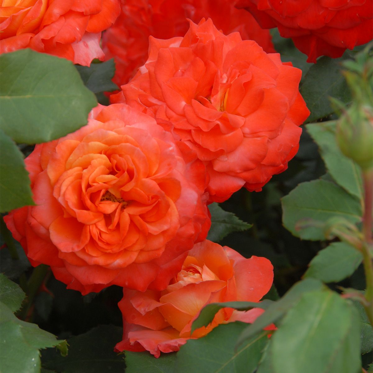 鮮やかな朱色がかるオレンジ色をしたフリュイテというバラの画像