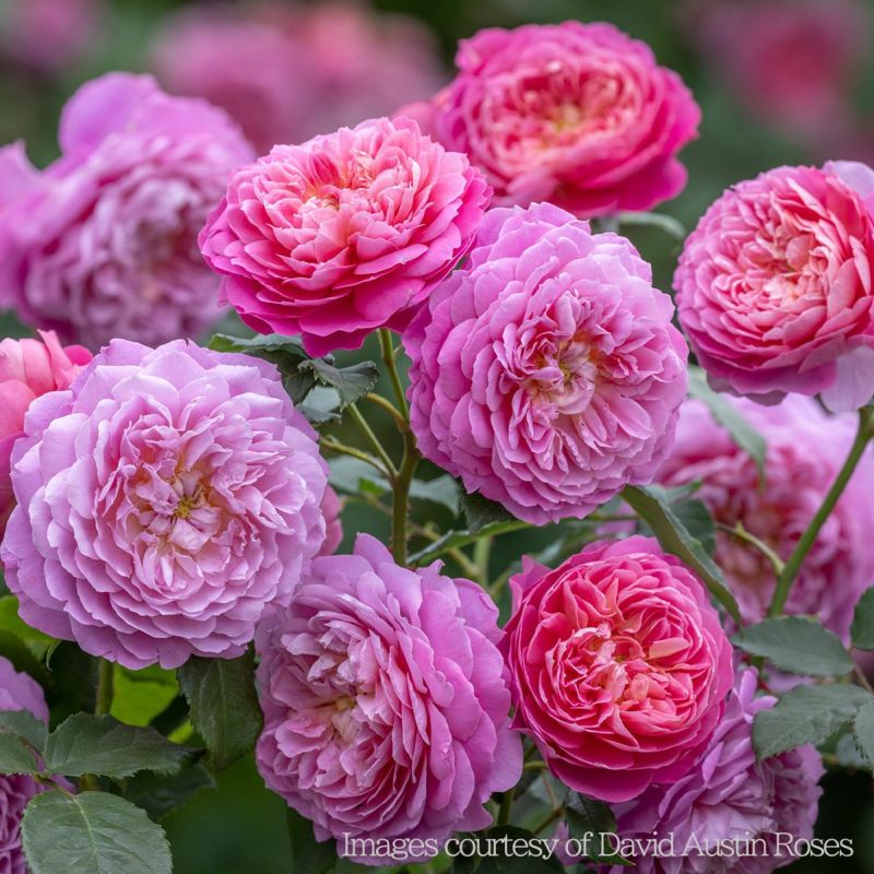 ピンクで、中心はオレンジ色をしたエマブリッジウォーターというバラの画像