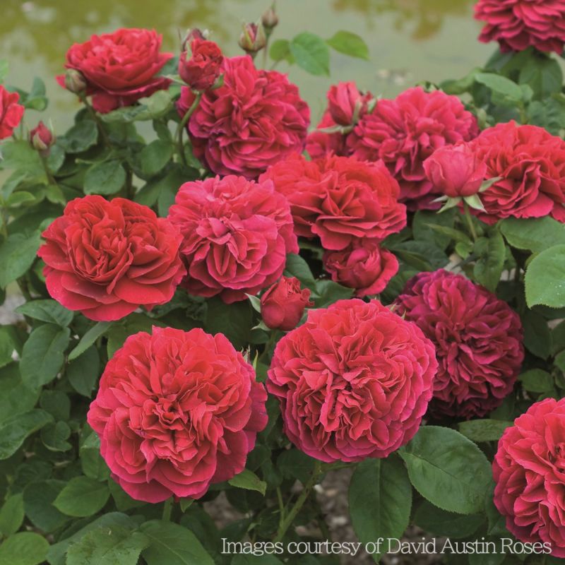 クリムゾン色をしたLDブレスウェイトというバラの画像