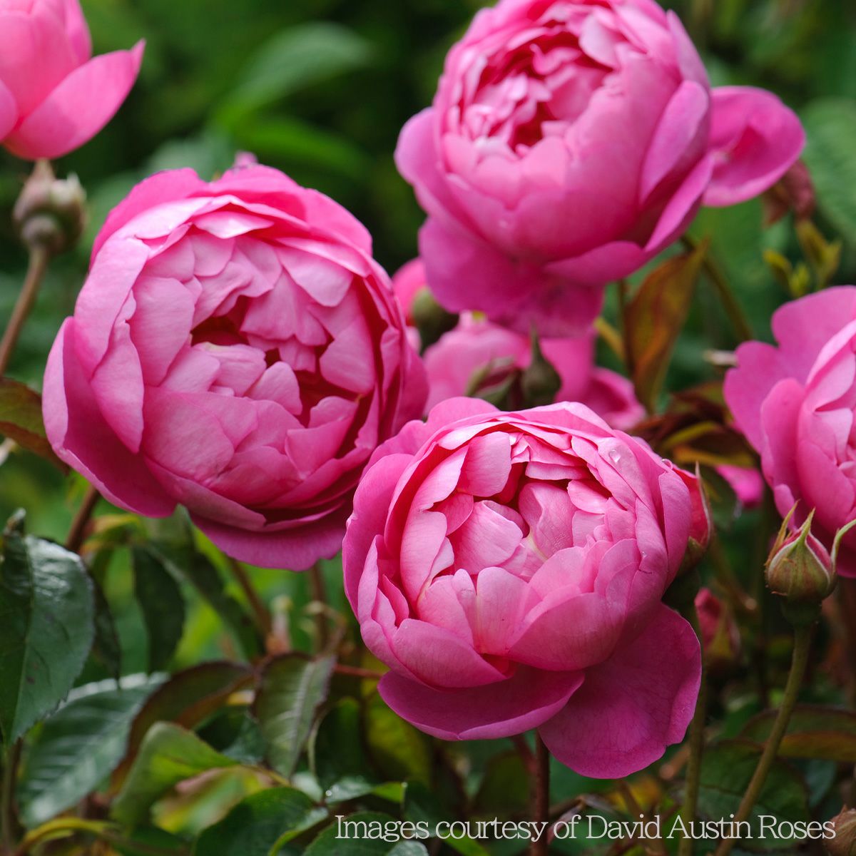 ライラック色を含むローズ色をしたロイヤルジュビリーというバラの画像