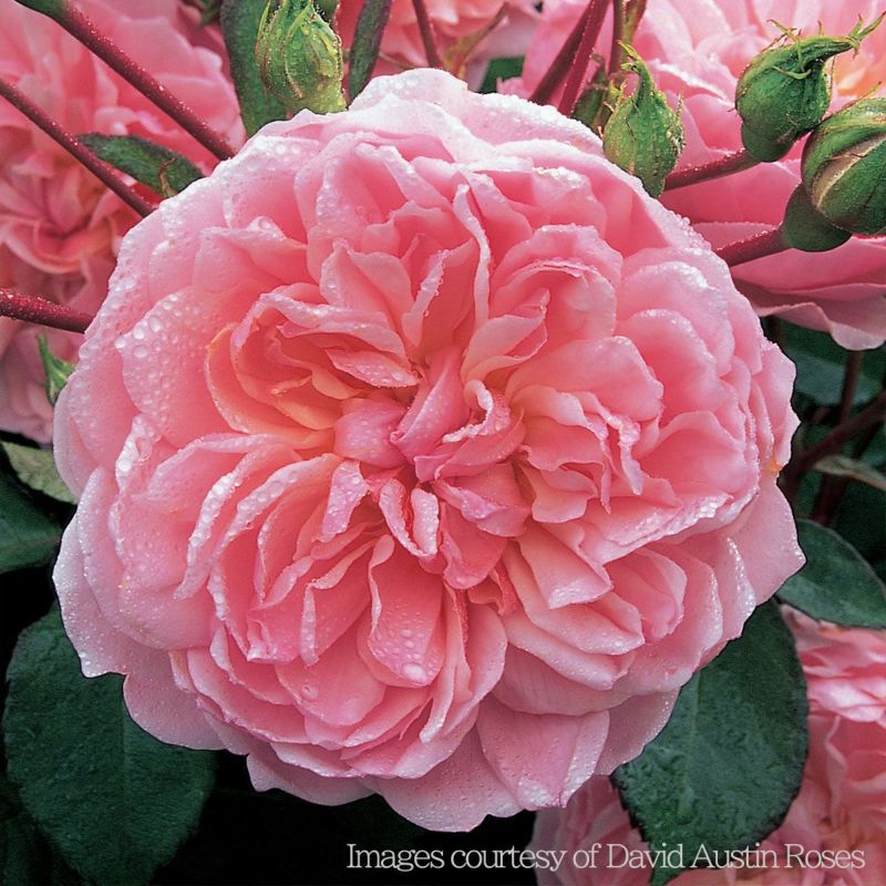 ソフトなウォームピンク色をしたアンブリンというバラの画像