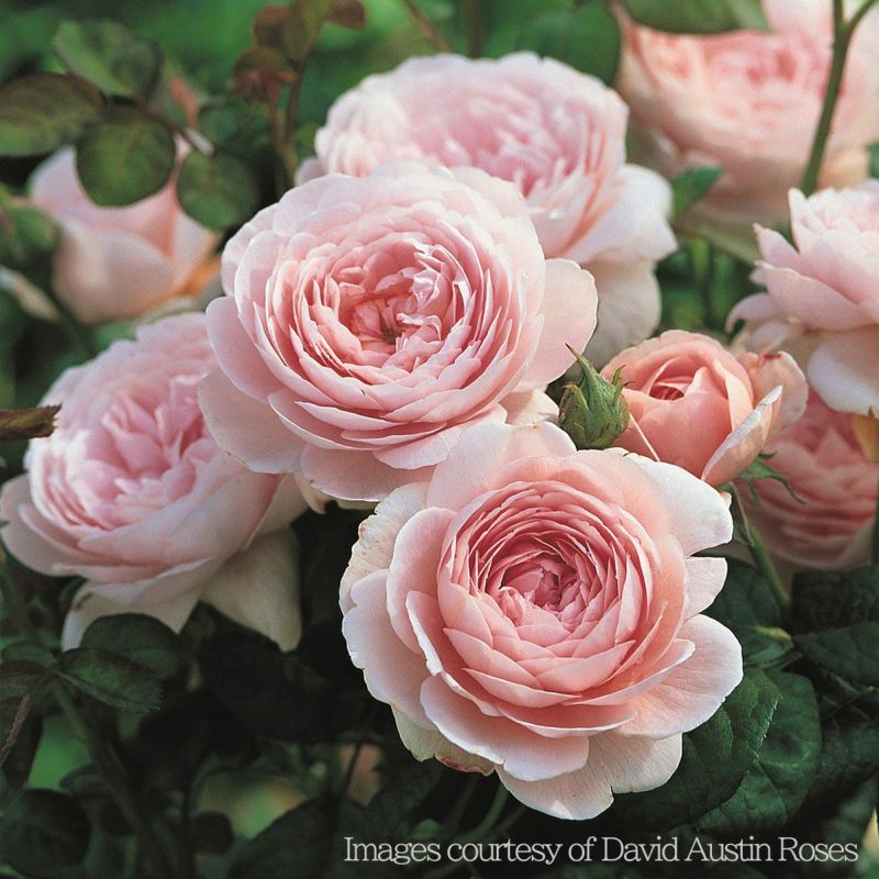 アプリコットピンクから、清らかなソフトピンク色へと変化するクィーンオブスウェーデンというバラの画像