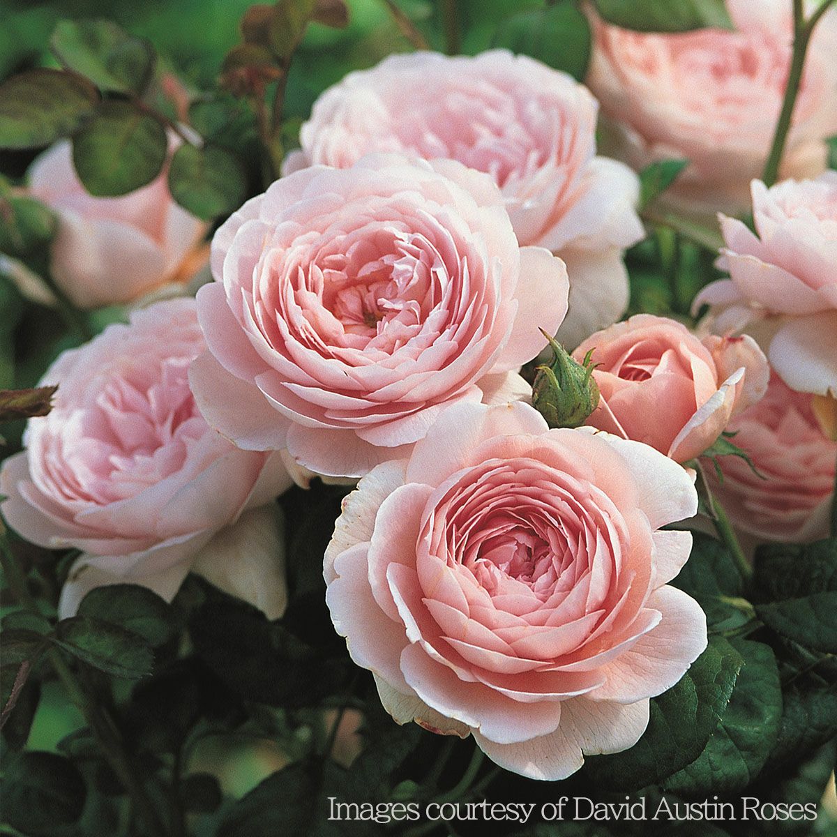 アプリコットピンクから、清らかなソフトピンク色へと変化するクィーンオブスウェーデンというバラの画像