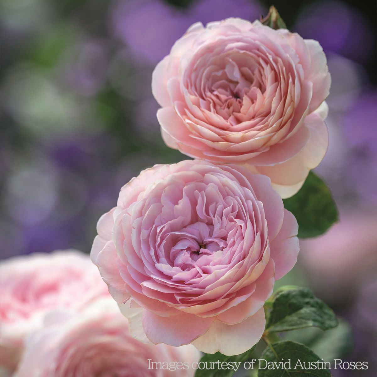 アプリコットピンクから、清らかなソフトピンク色へと変化するクィーンオブスウェーデンというバラの画像