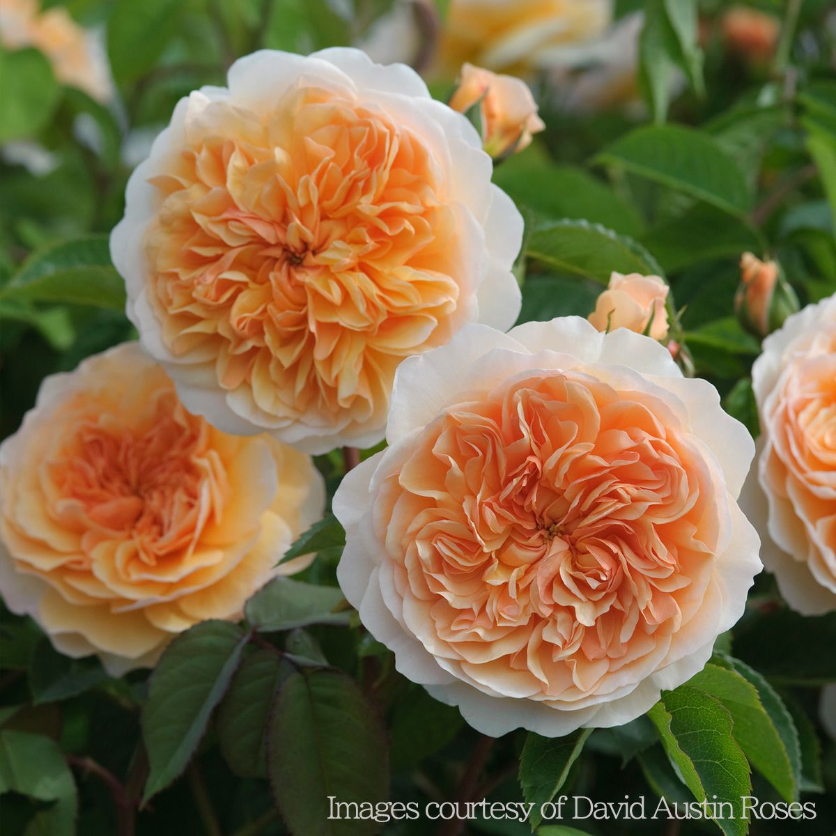 アプリコットの色合いが素晴らしいポートサンライトというバラの画像