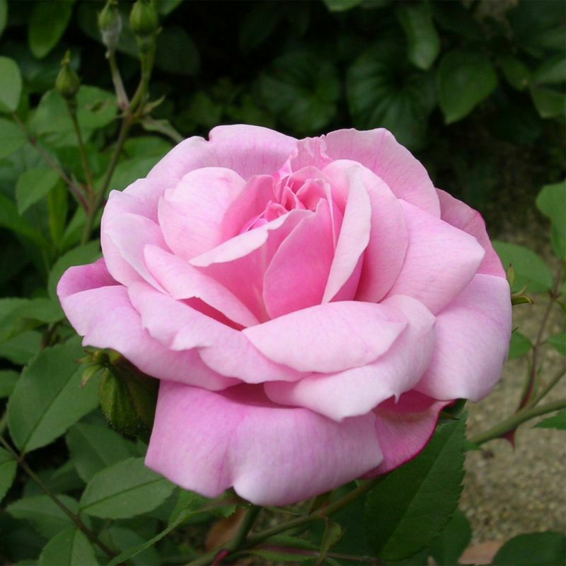 ピンク色をしたオールドブラッシュというバラの画像