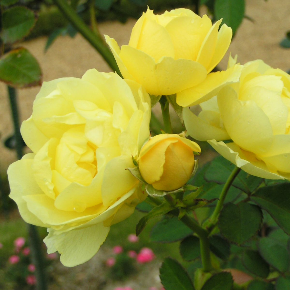 淡い黄色をしたゴールデンボーダーというバラの画像