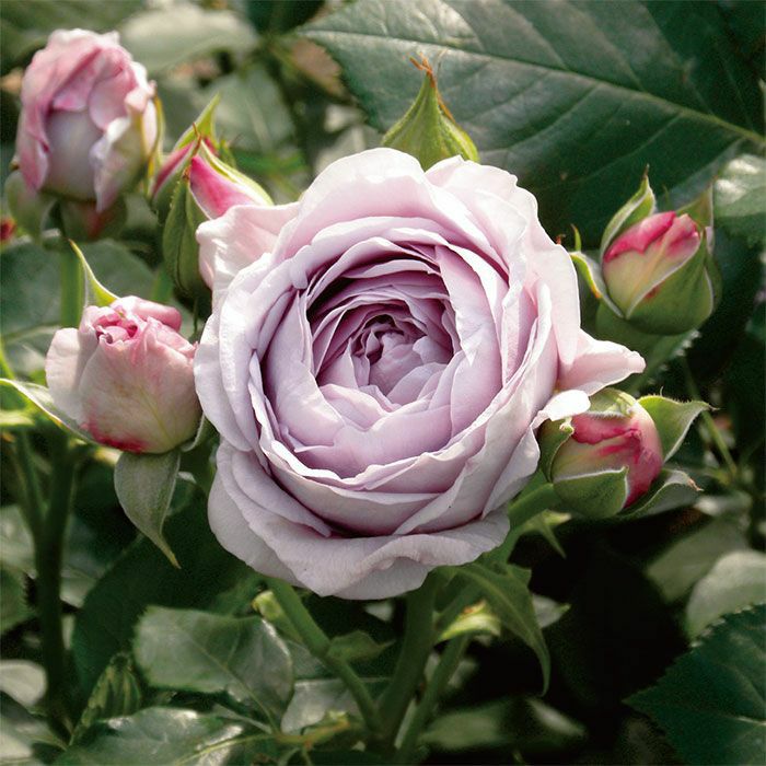 くすみのある淡い紫をしたしのぶれどというバラの画像