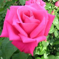 濃いローズピンク色をしたつるマリアカラスというバラの画像