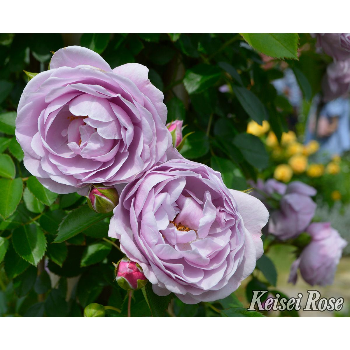 ライラック色のプロローグというバラの画像