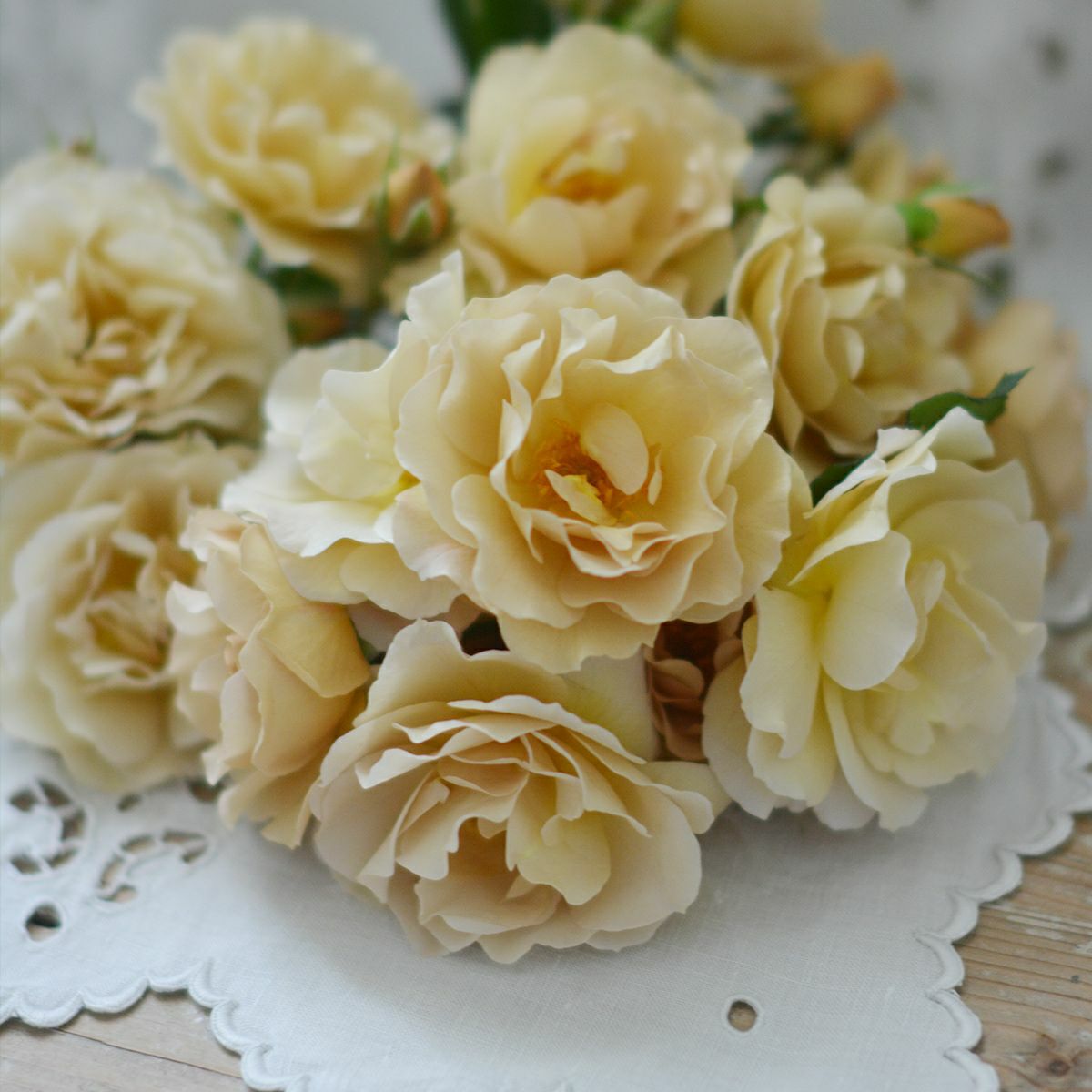 ゴールドがかったブラウンベージュ色をしたラブロッシュというバラの画像