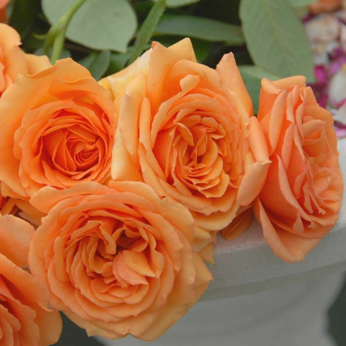 茶色がかったオレンジ色のアシュラムというバラの画像