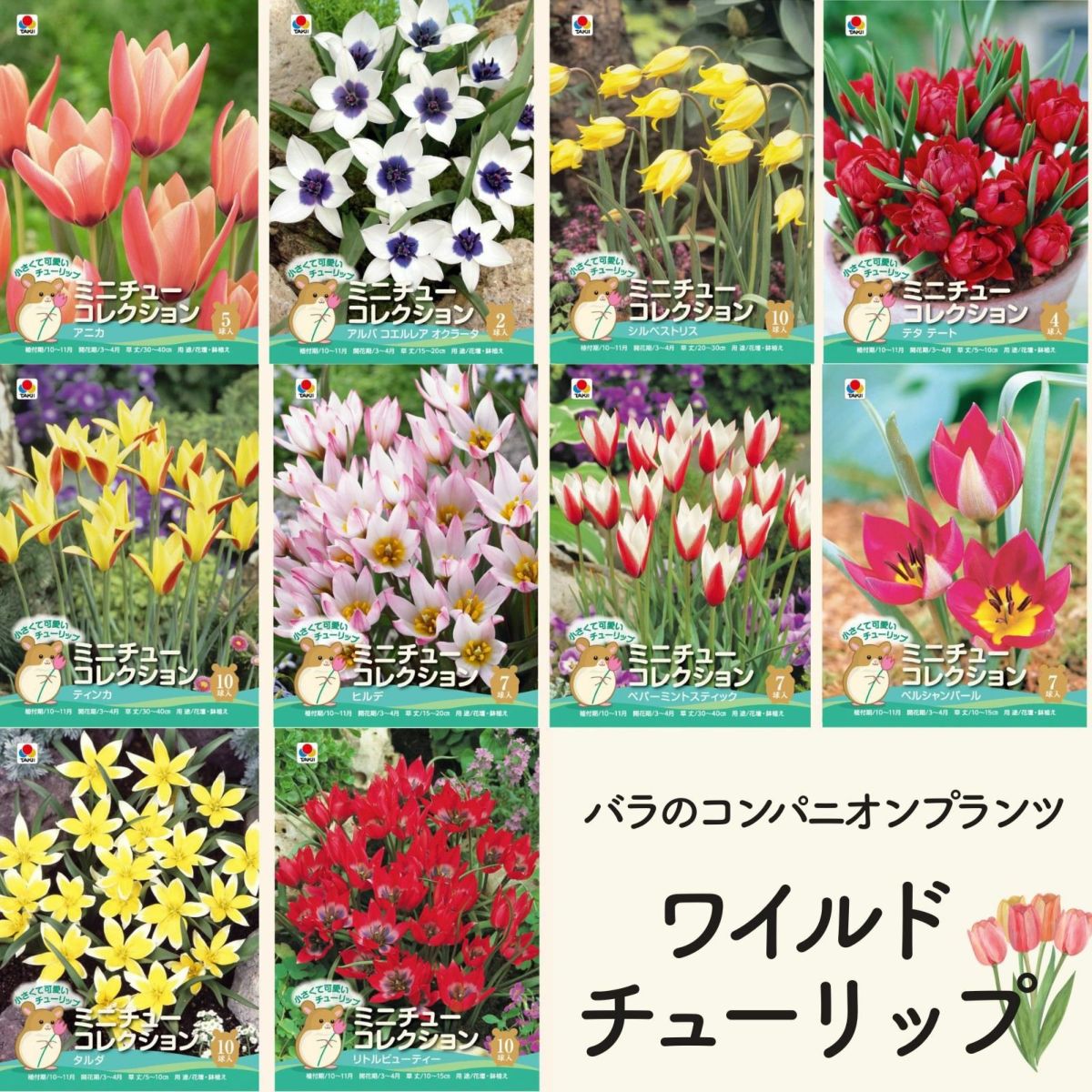  [ワイルドチューリップ]原種系秋植え球根の10種類の画像