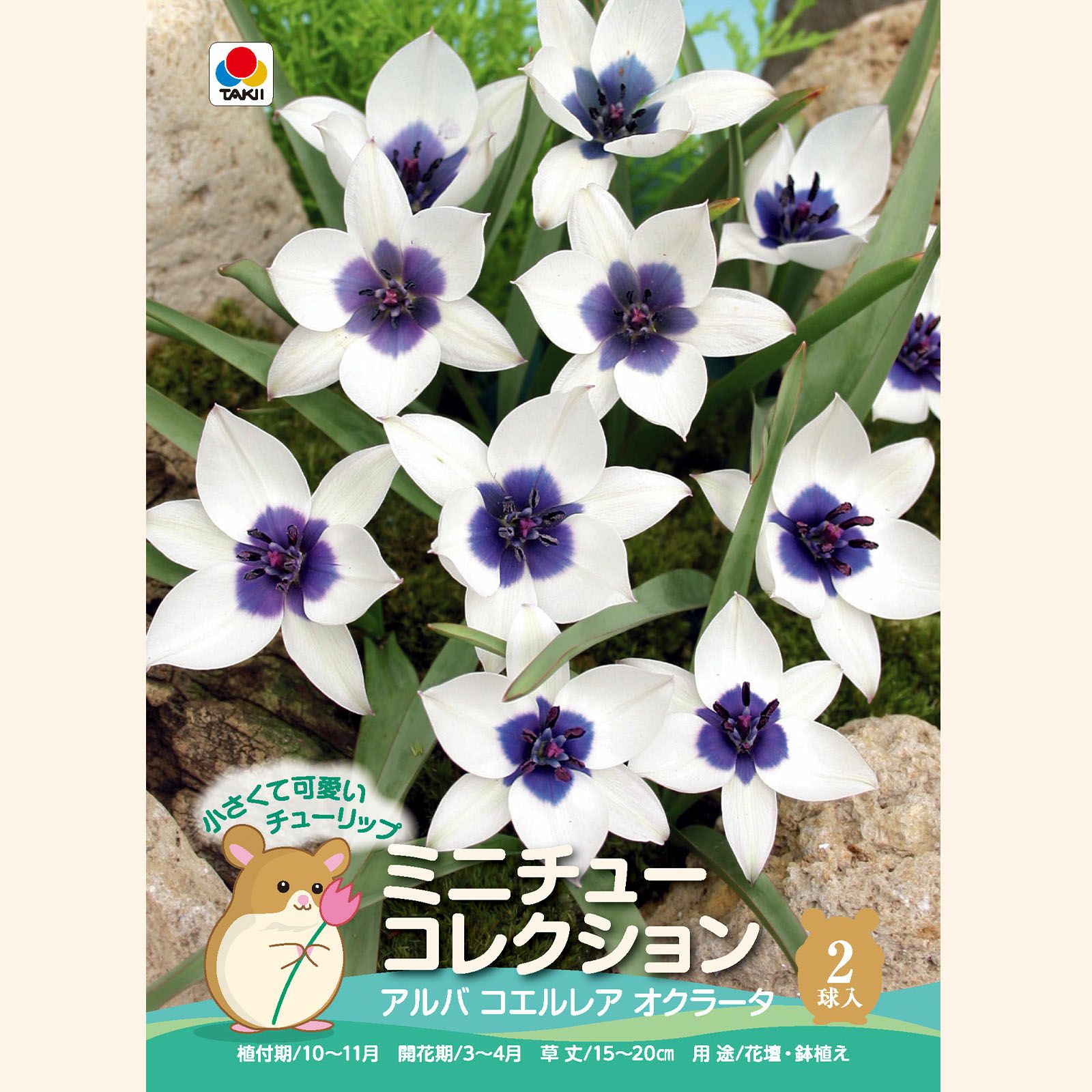 アルバ コエルレア オクラータ