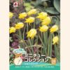 シルベストリス
